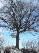 Bild: Winterbilder 2021