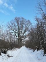 Bild: Winterbilder 2021 title=