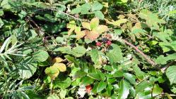 Bild: Richtige Beseitigung von Gartenabf&auml;llen