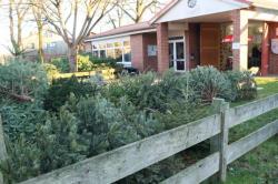 Bild: Tannenbaumaktion am 07. Januar